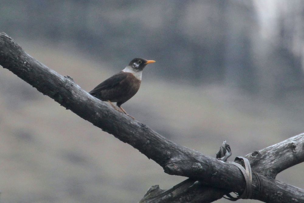 White-collared Blackbird