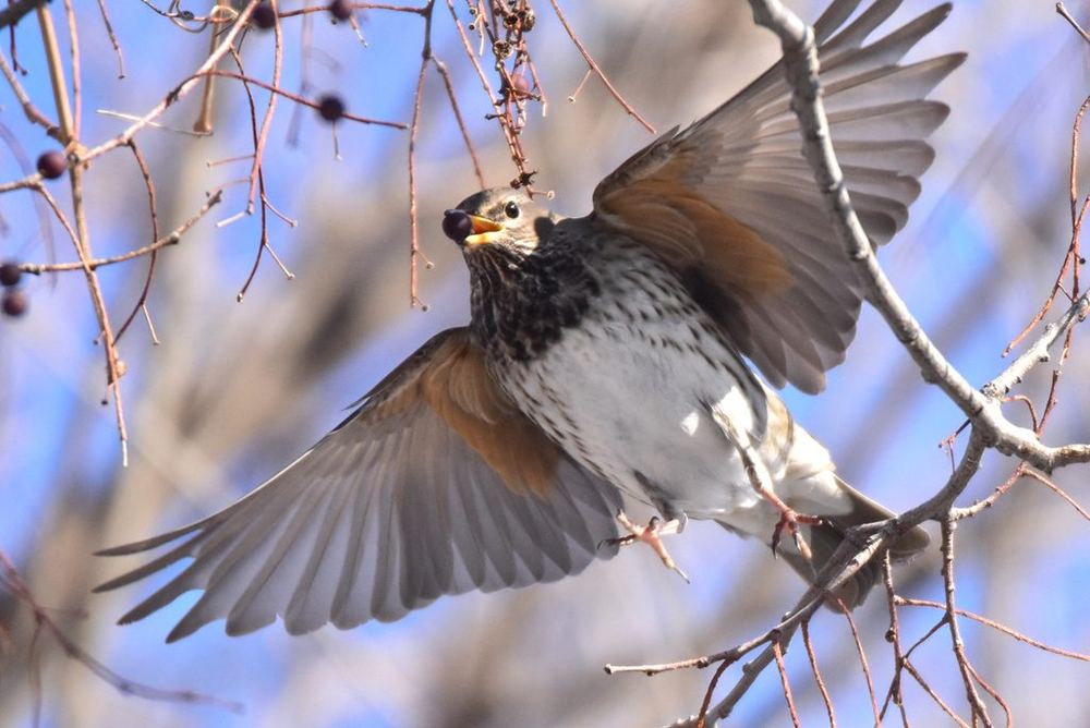 Black-throated Thrush