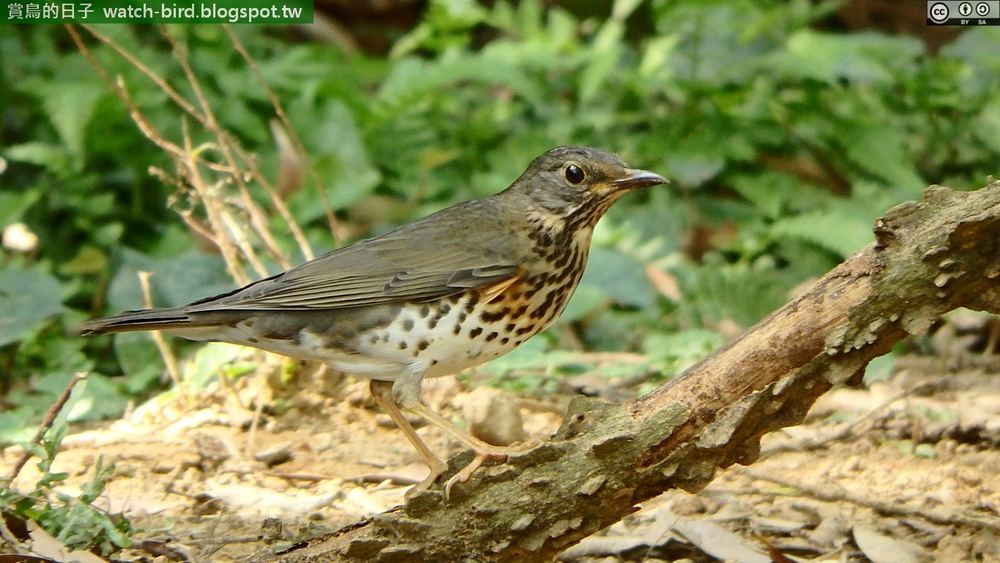 Japanese Thrush