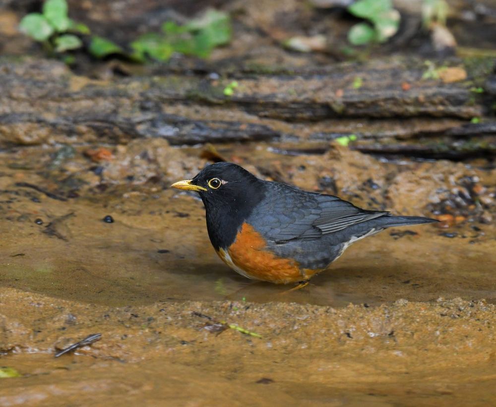 Black-breasted Thrush