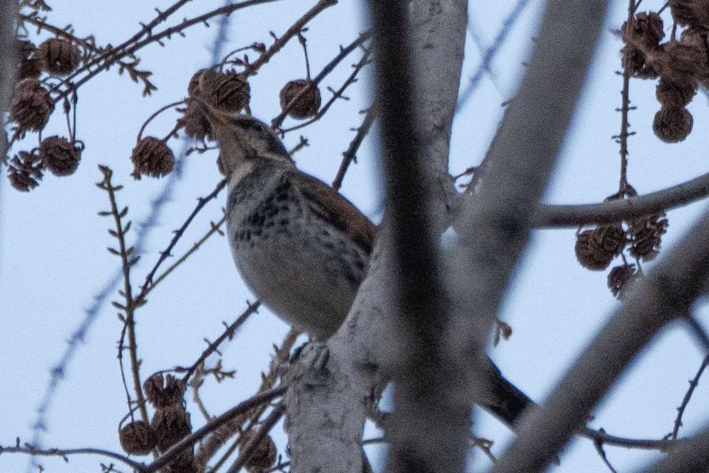 Dusky Thrush