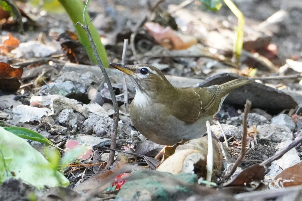 Grey-sided Thrush