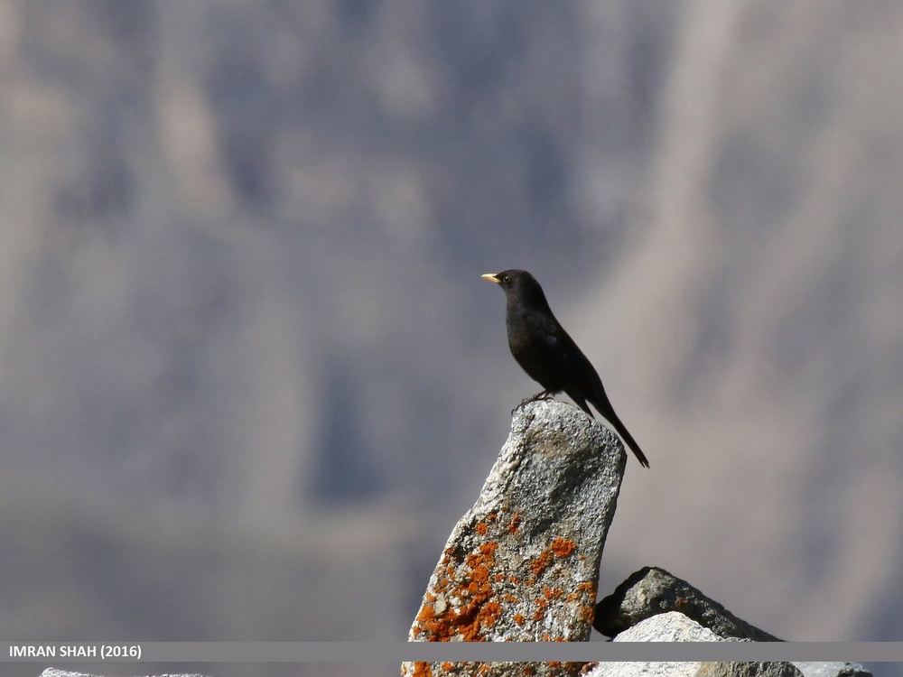Tibetan Blackbird