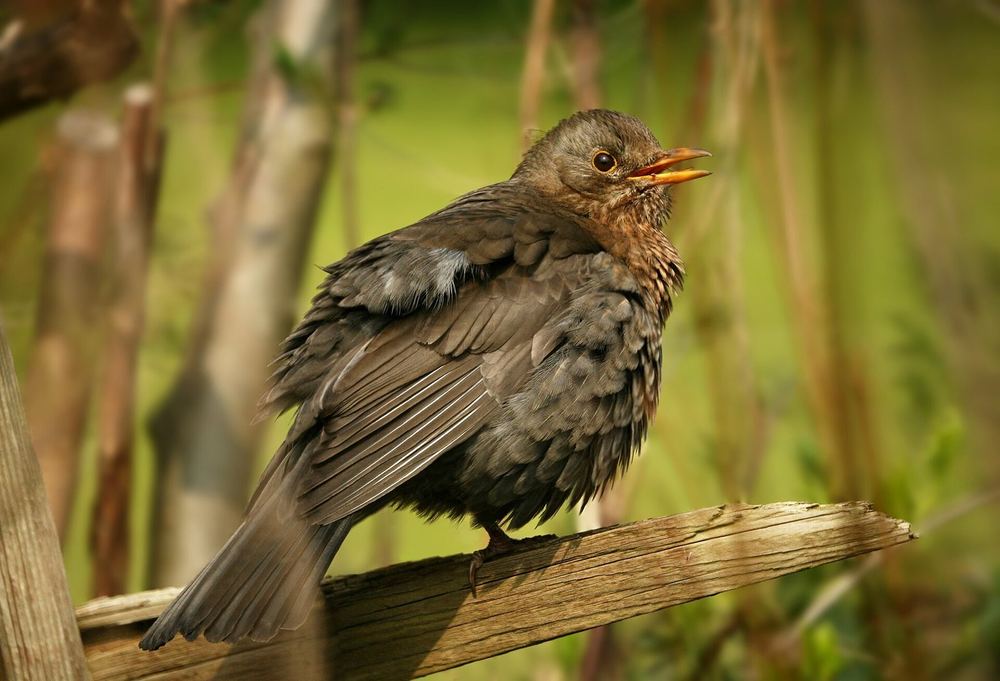 Common Blackbird