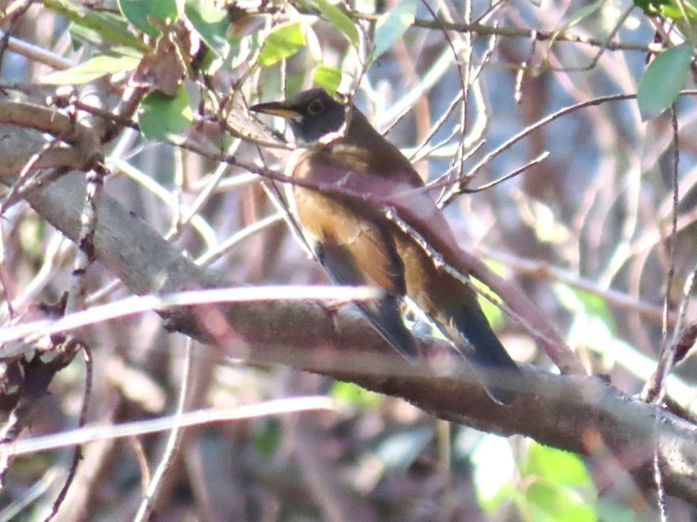 Pale Thrush