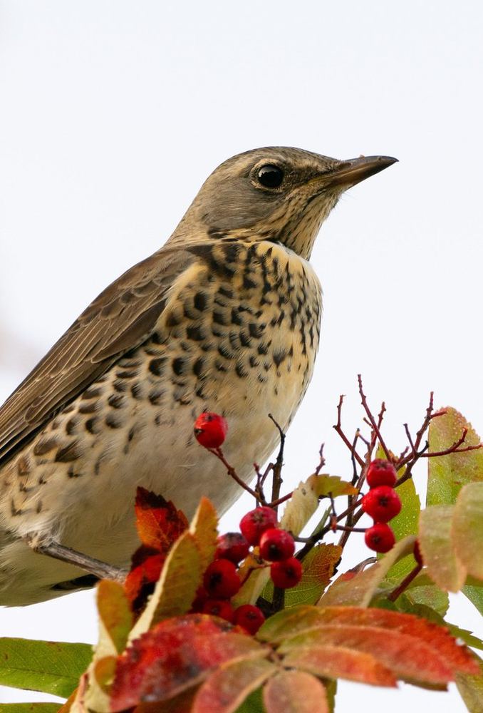 Fieldfare