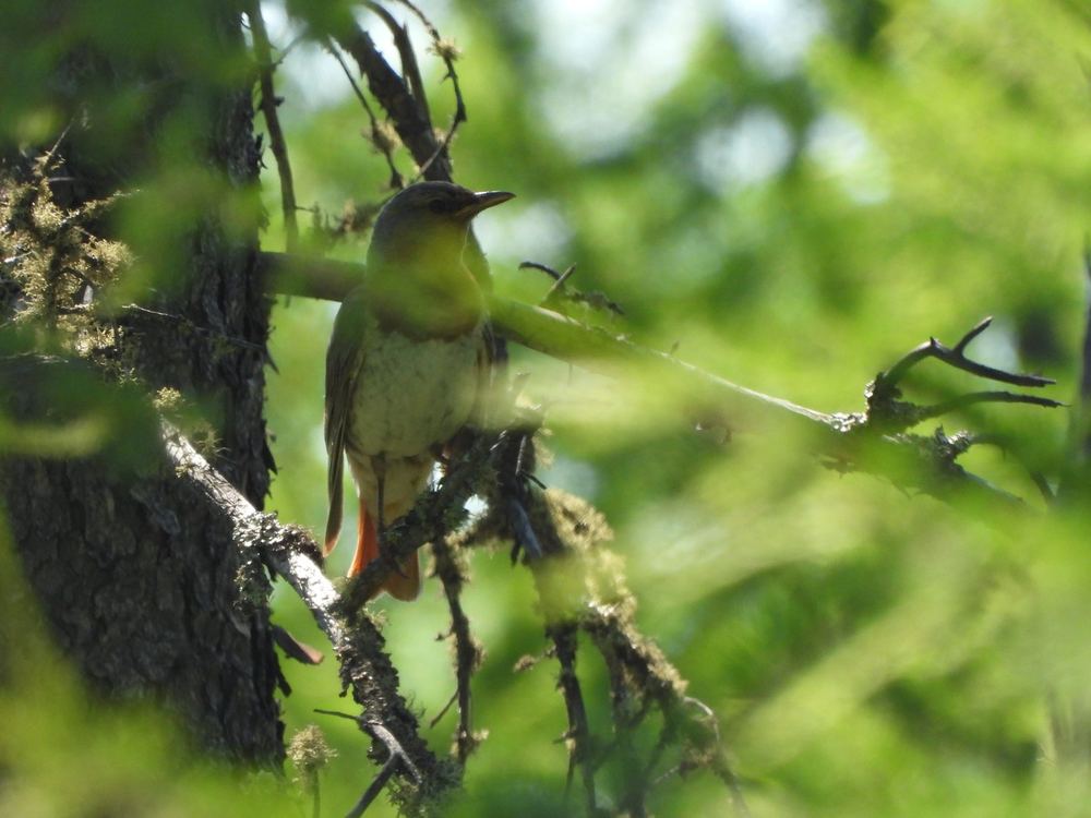 Red-throated Thrush