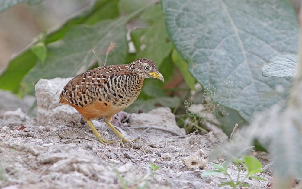 Barred Buttonquail
