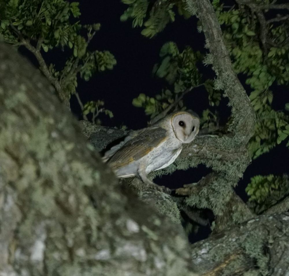 Eastern Barn Owl