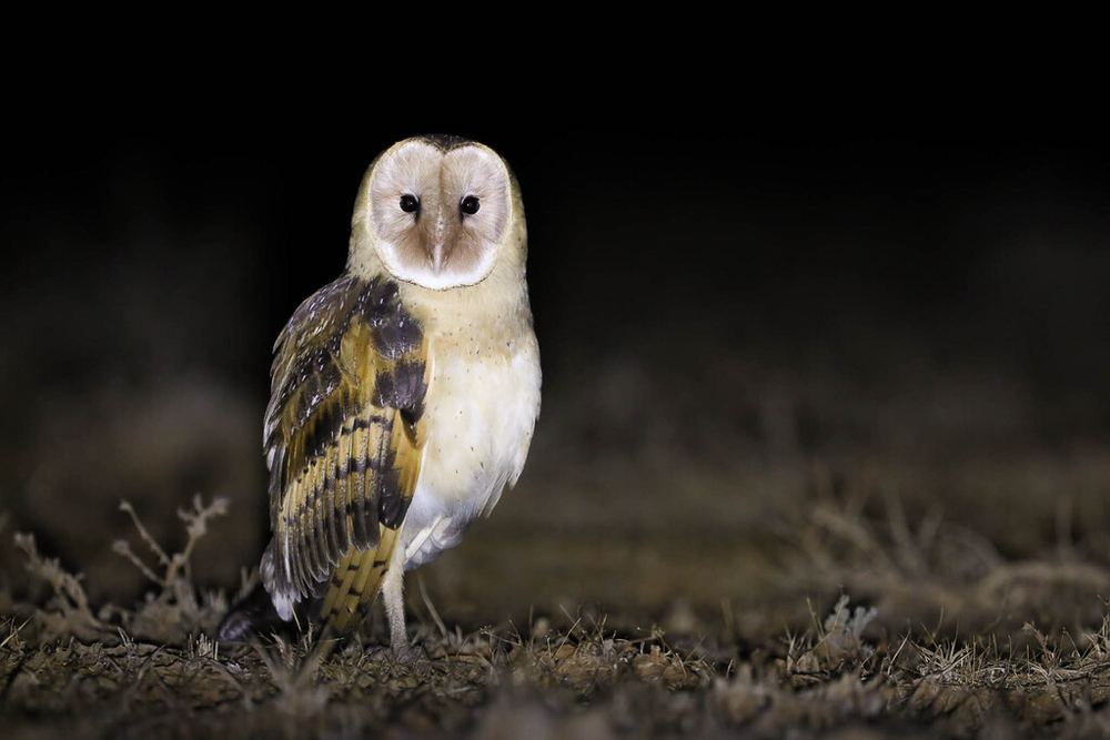 Australasian Grass-Owl