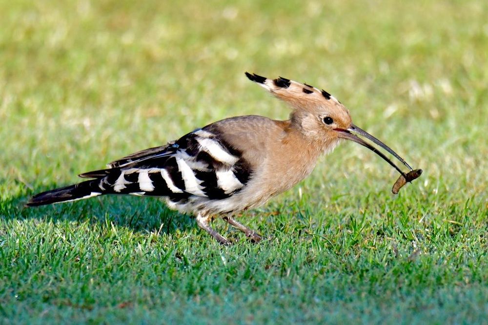 Common Hoopoe