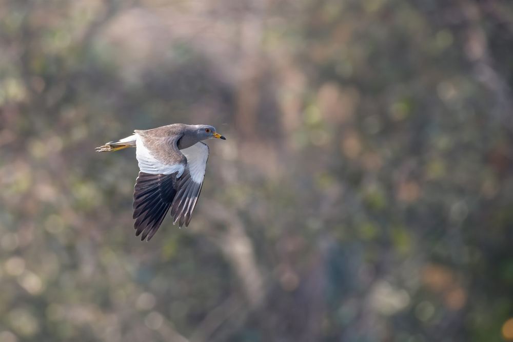 Gray-Headed Lapwing