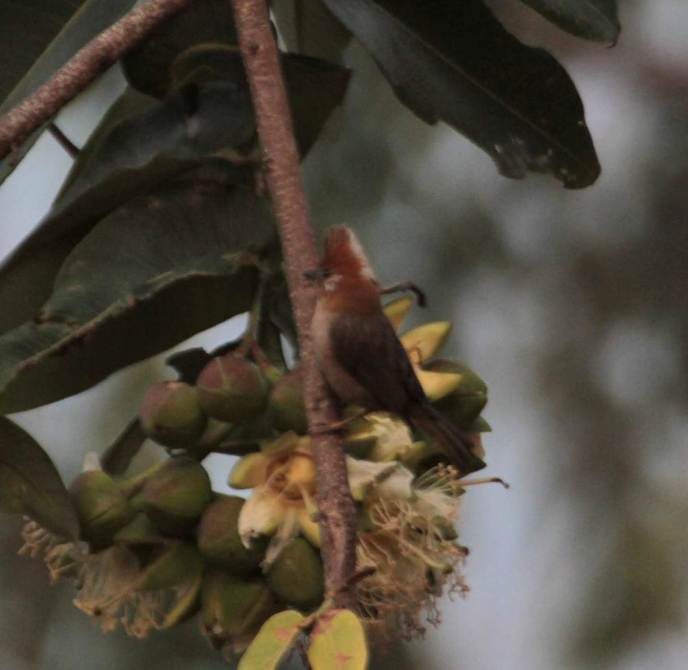 White-naped Yuhina