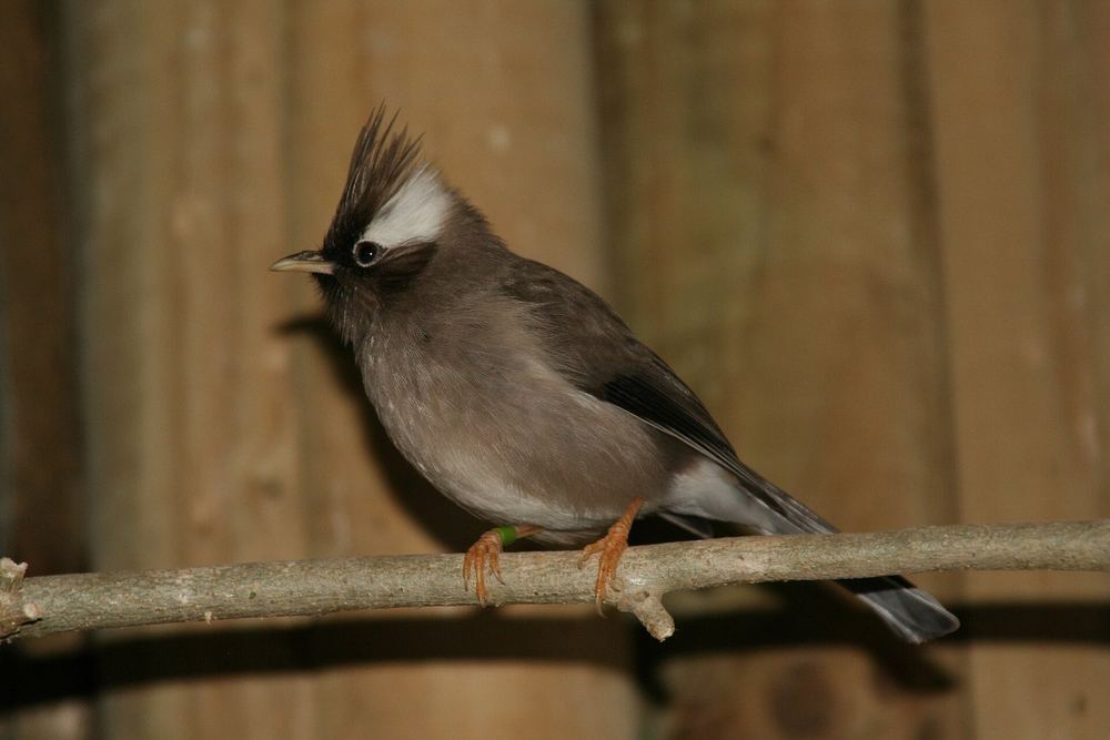 White-collared Yuhina