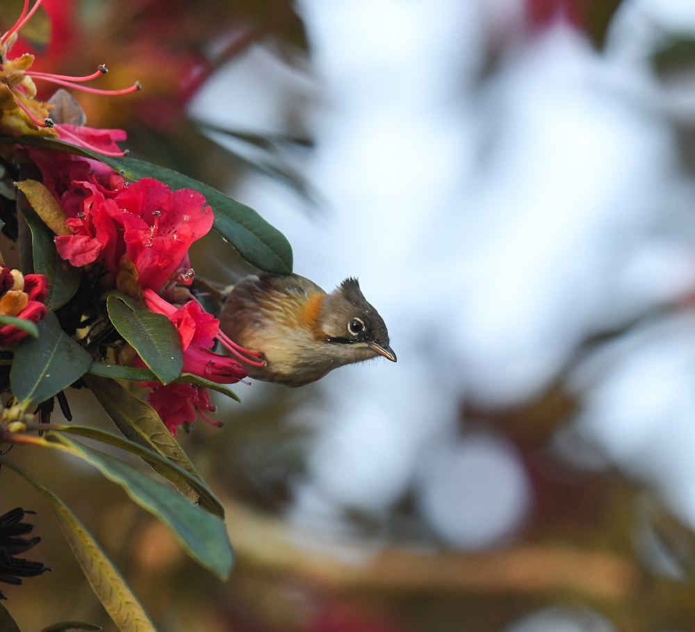 Whiskered Yuhina