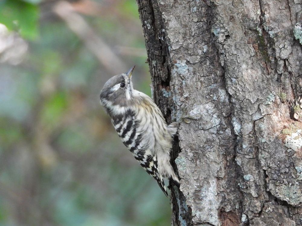 Japanese Pygmy Woodpecker