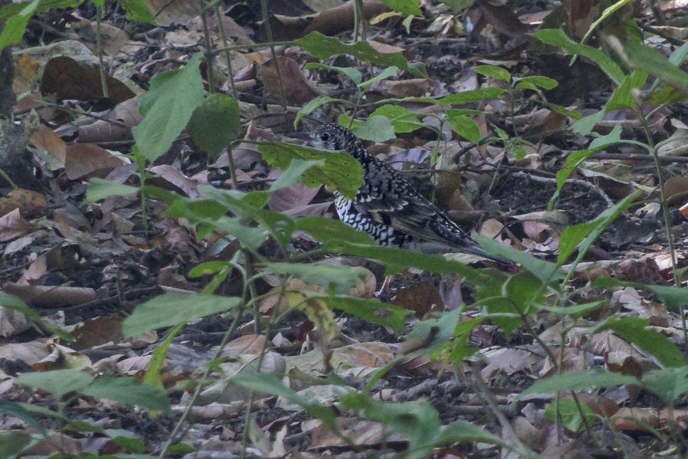 Scaly Thrush