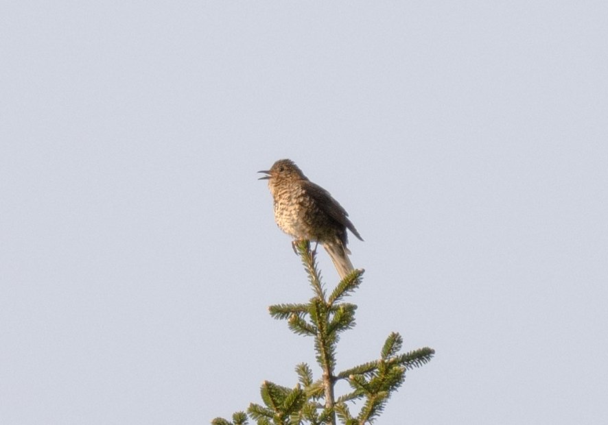 Zoothera griseiceps
