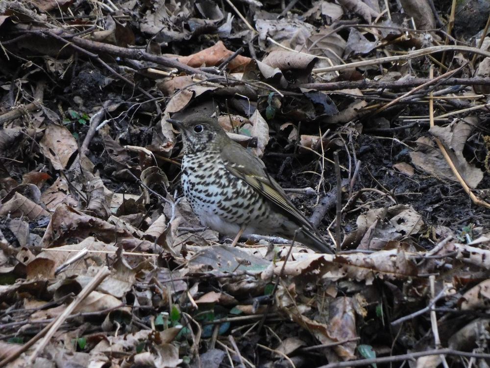Alpine Thrush