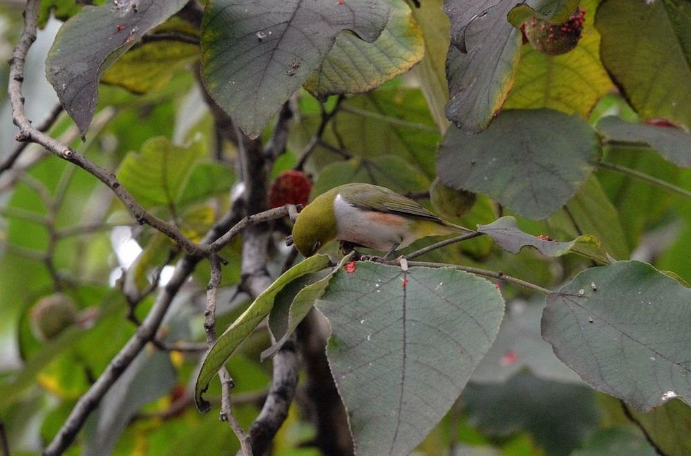 Chestnut-flanked White-eye