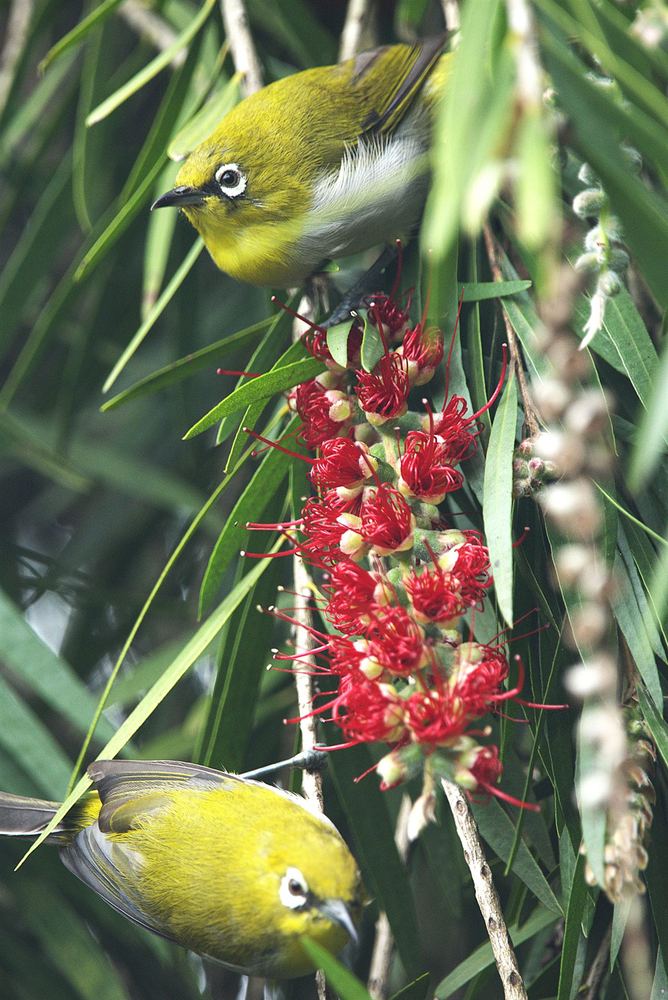 Swinhoe's White-Eye