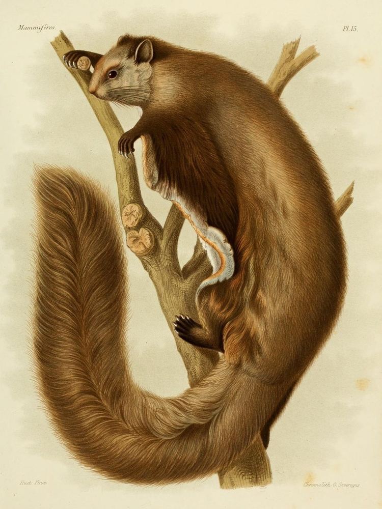 Northern Chinese Flying Squirrel