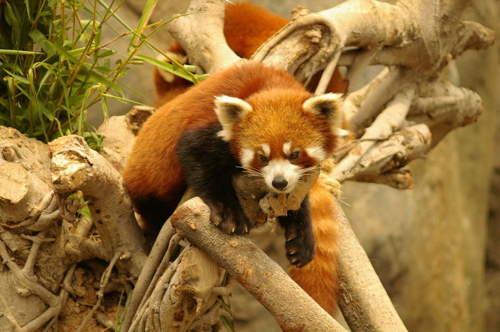 Eastern Red Panda