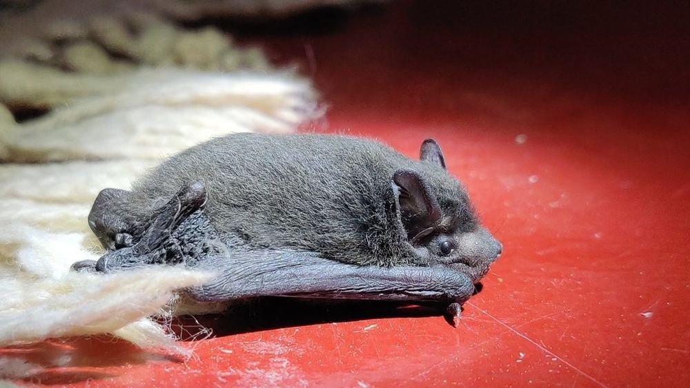 Coromandel Pipistrelle