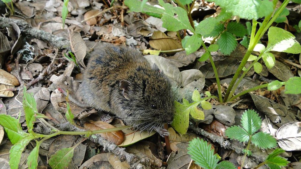 Silver Mountain Vole