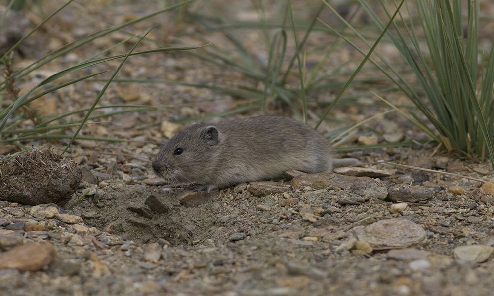 Stoliczka's Mountain Vole