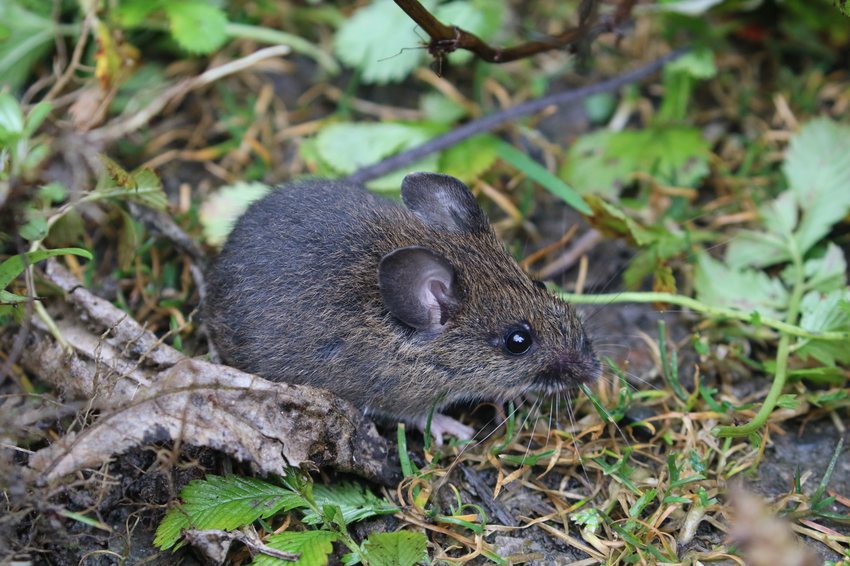 South China Field Mouse