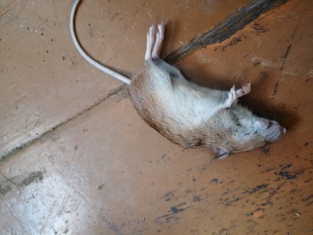 Korean Field Mouse