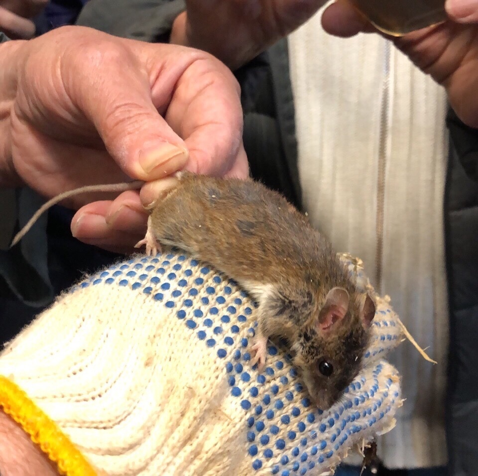 Herb Field Mouse