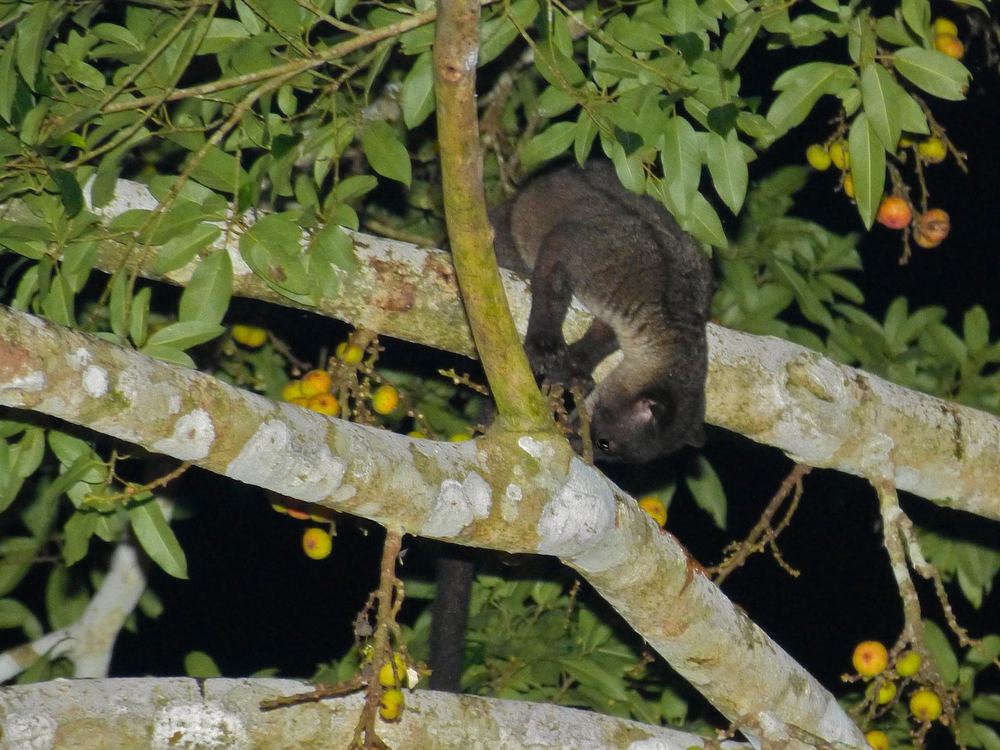 Small-toothed Palm Civet