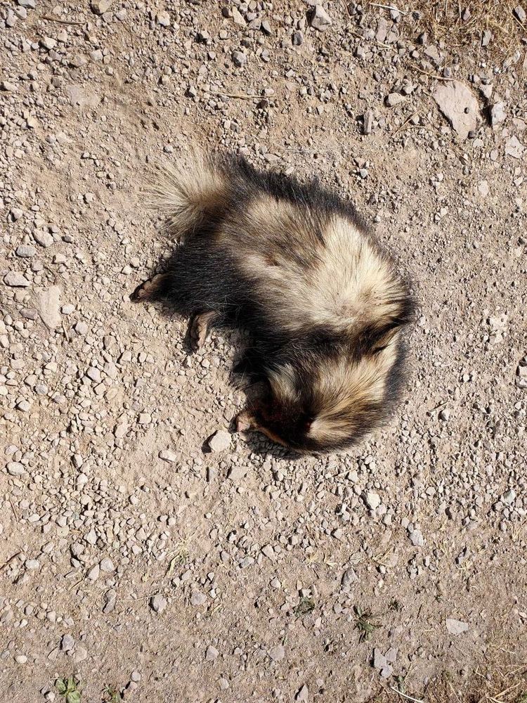 Northern Hog Badger