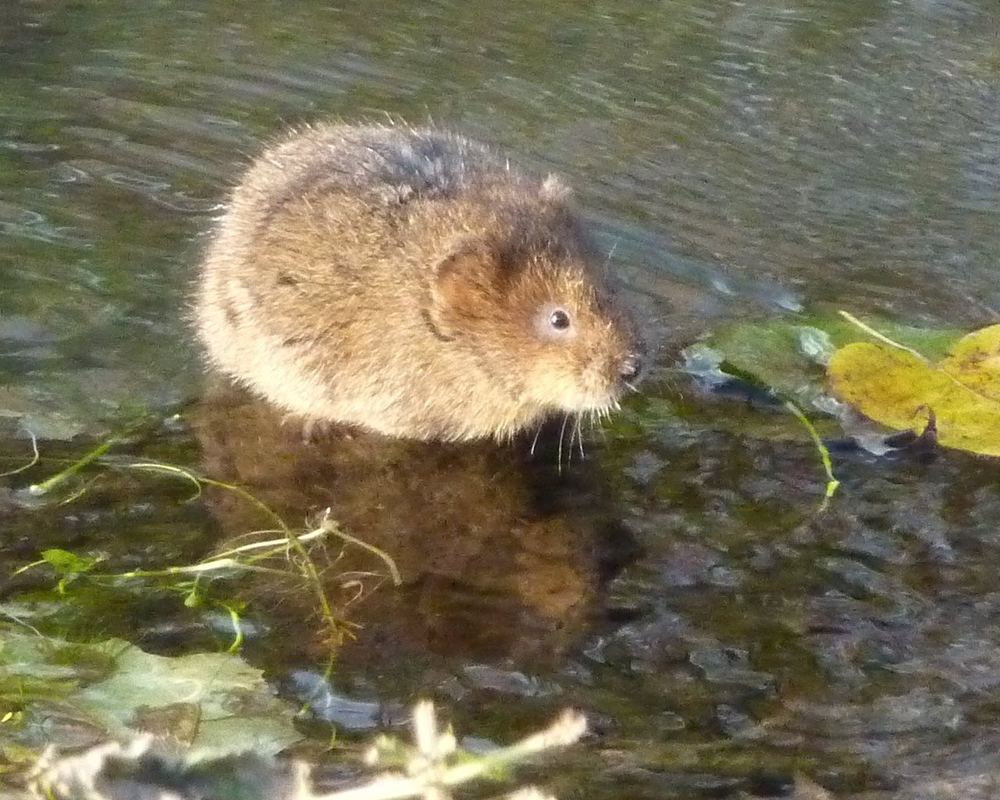 Eurasian Water Vole