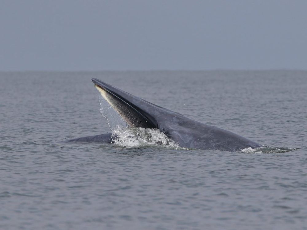 Eden's Whale