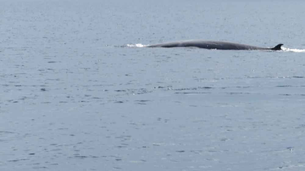 Omura’s Whale