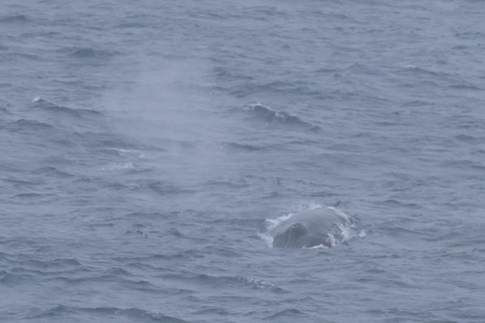 Fin Whale