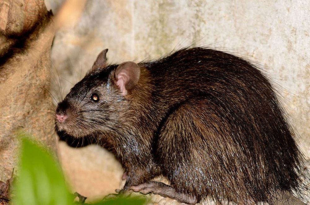 Greater Bandicoot-rat