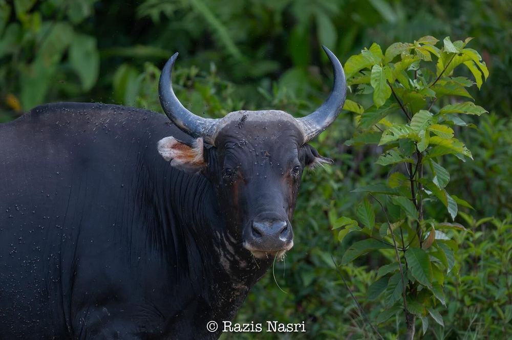 Banteng