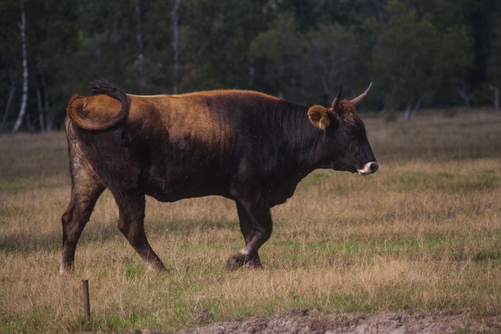 Domestic Cattle