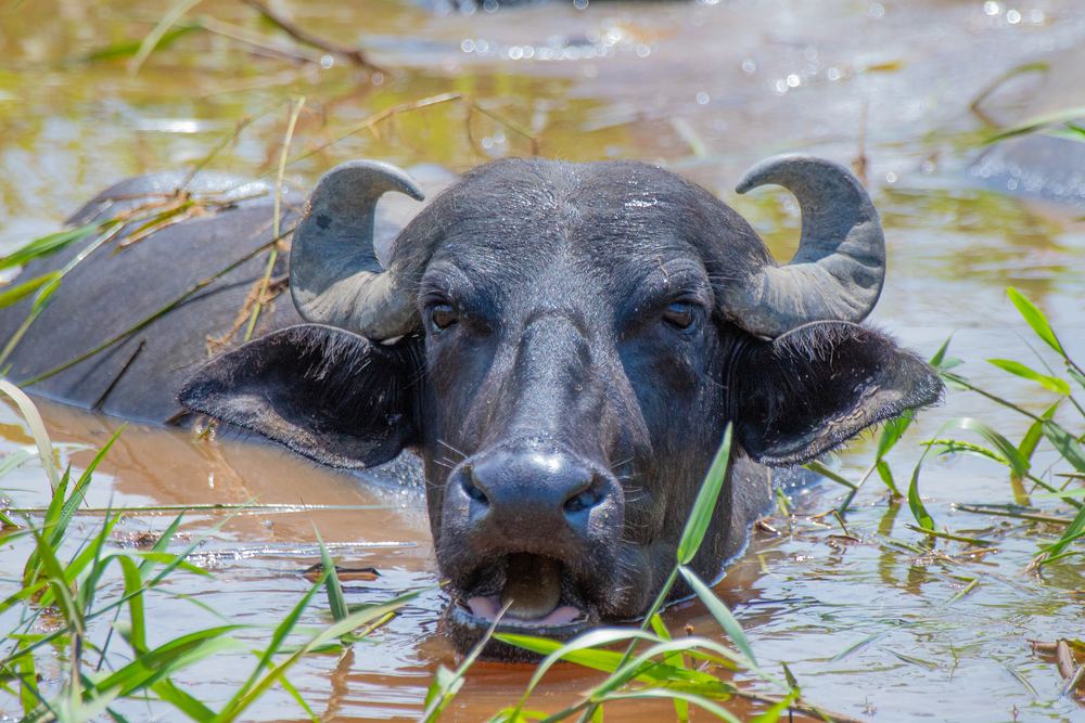 Water Buffalo