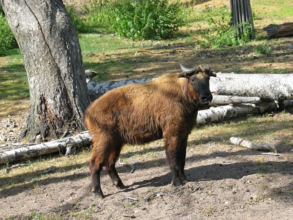 Himalayan Takin