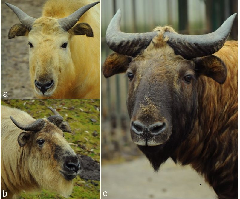 Chinese Takin