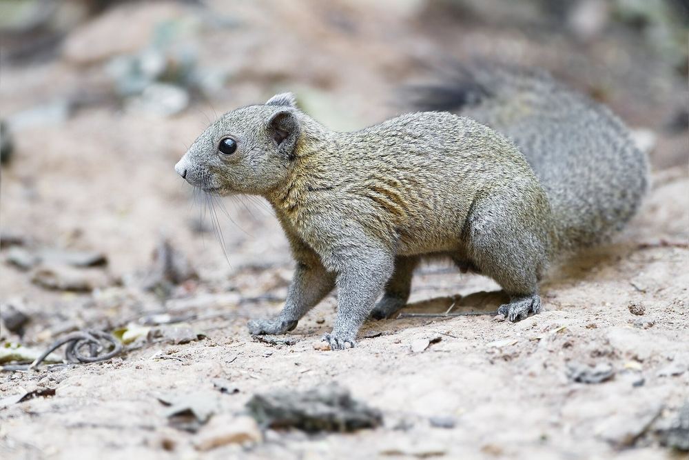 Northern Gray-bellied Squirrel