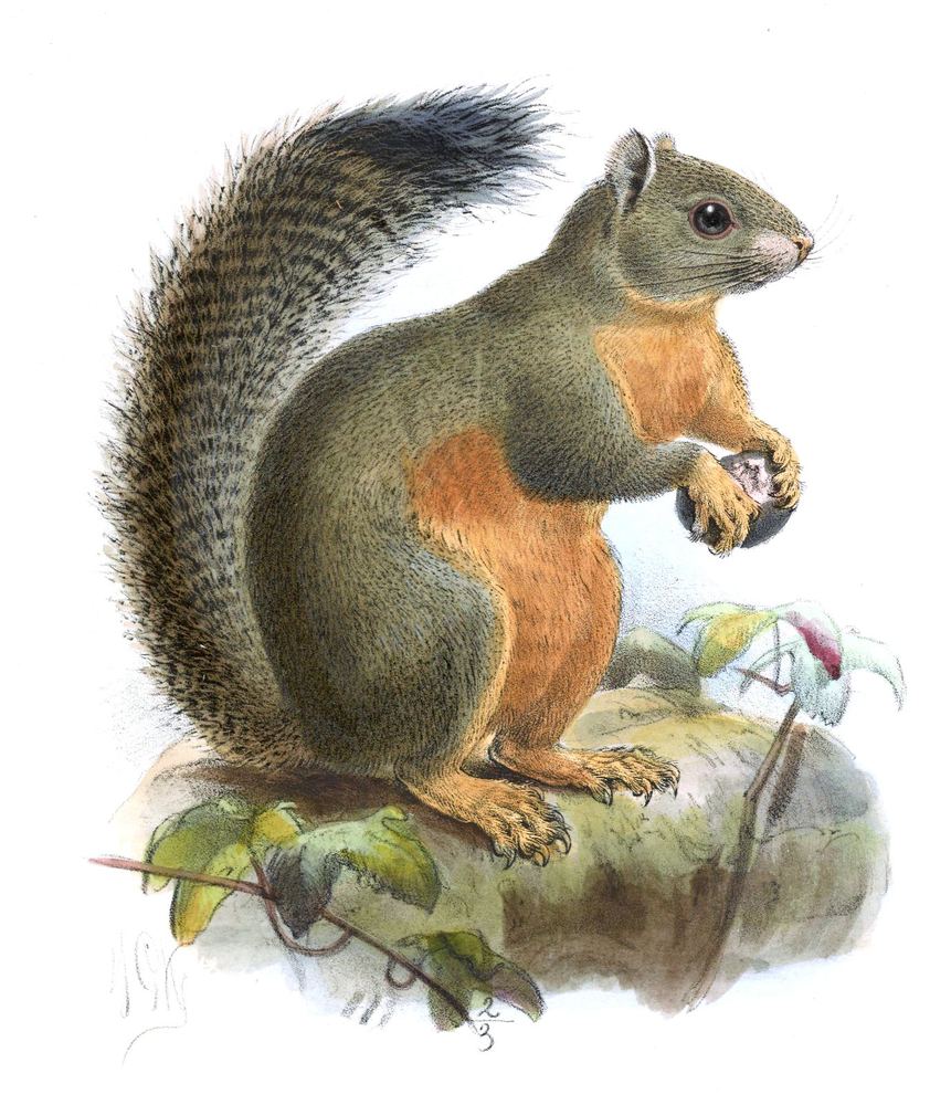 Phayre's Squirrel