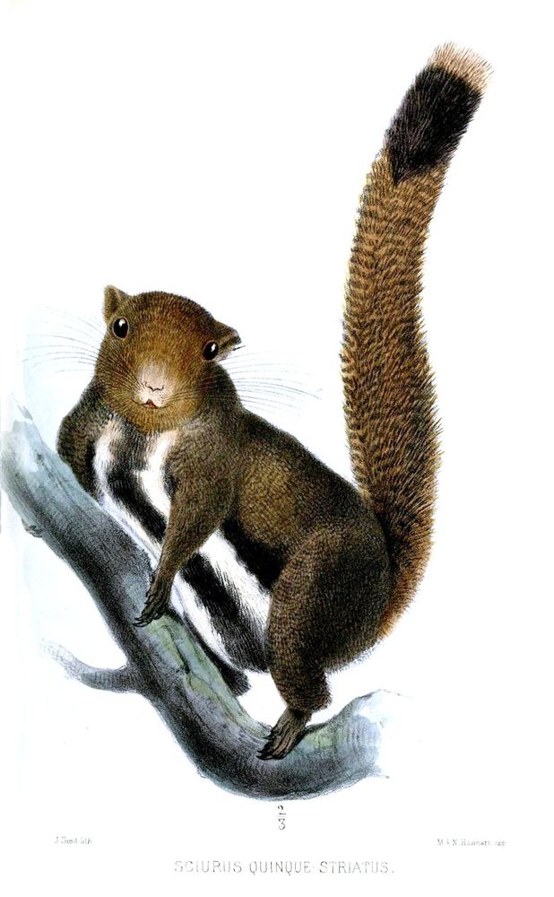 Anderson's Squirrel