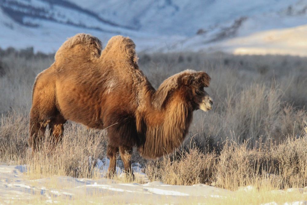 Domestic Bactrian Camel