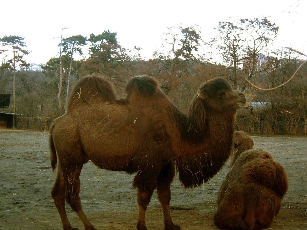 Wild Bactrian Camel